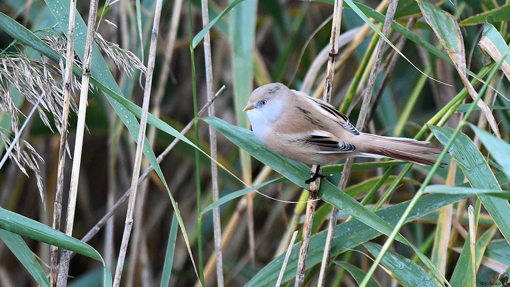 s710 Pikla Bartmeise 0182