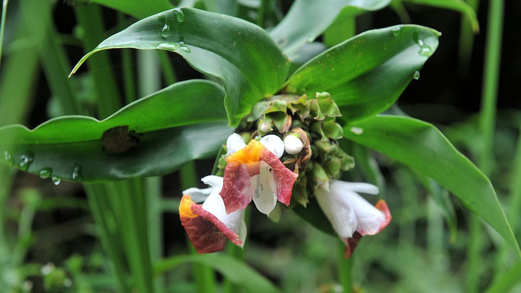 s725 Blume 5922
