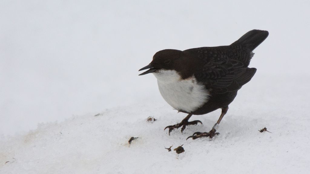 s725 Wasseramsel 5788