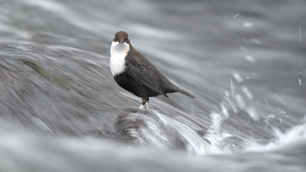 s725 Wasseramsel 8169  1