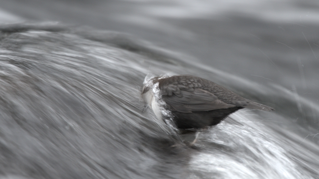 s725 Wasseramsel 8179  1