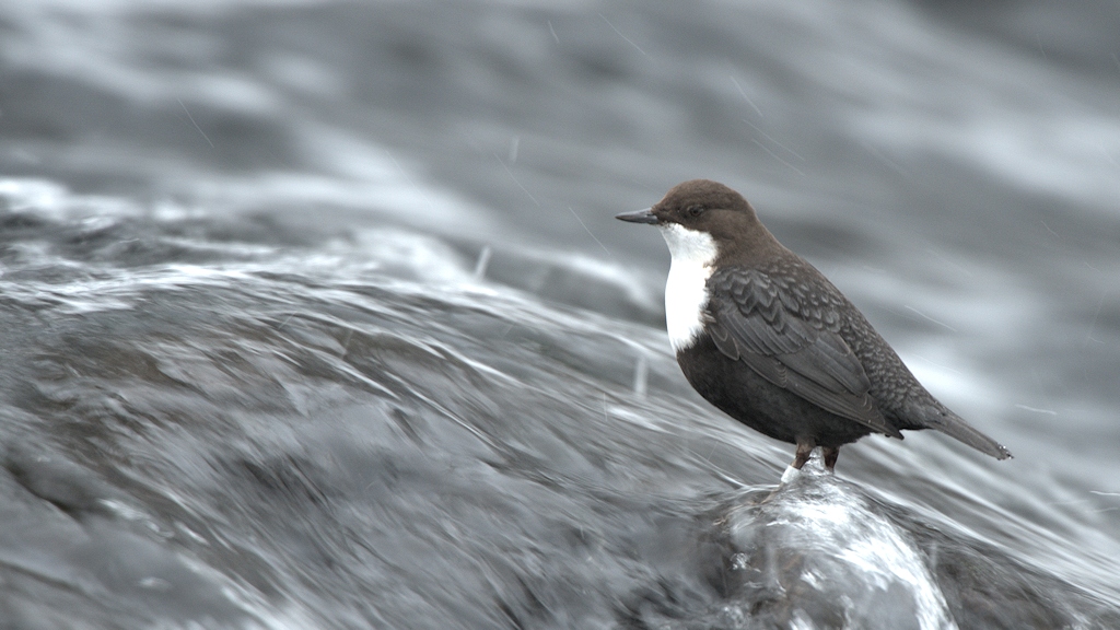 s725 Wasseramsel 8283  5