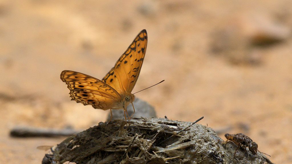 s736 Schmetterling 0392  1