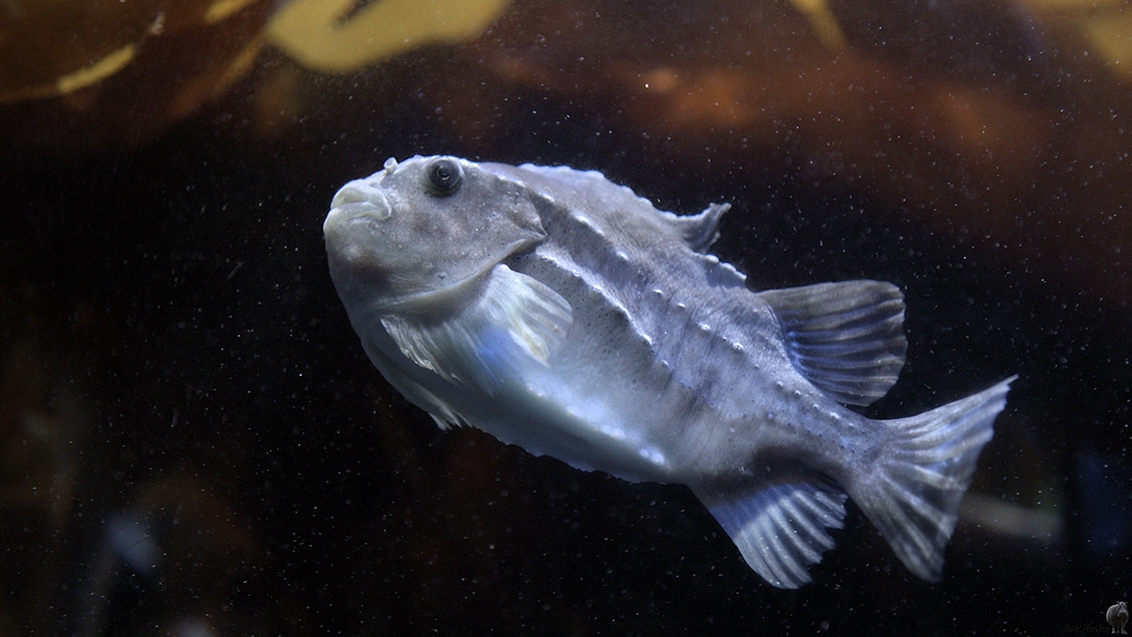 s760 Polaria Fisch 8835  1