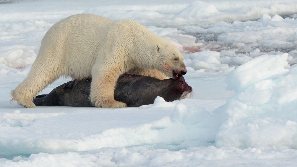 s794 Eisbär 4679