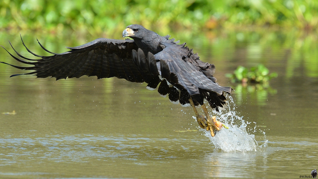 s836 PantanalHotel CrownedSolitaryEagle 9988