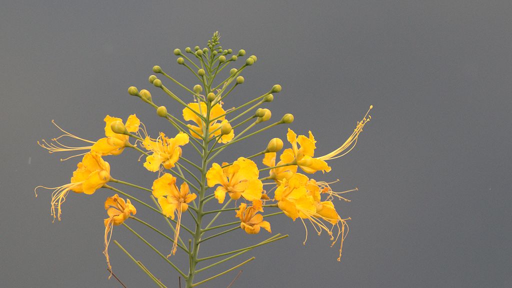 s840 Blume 0607  1