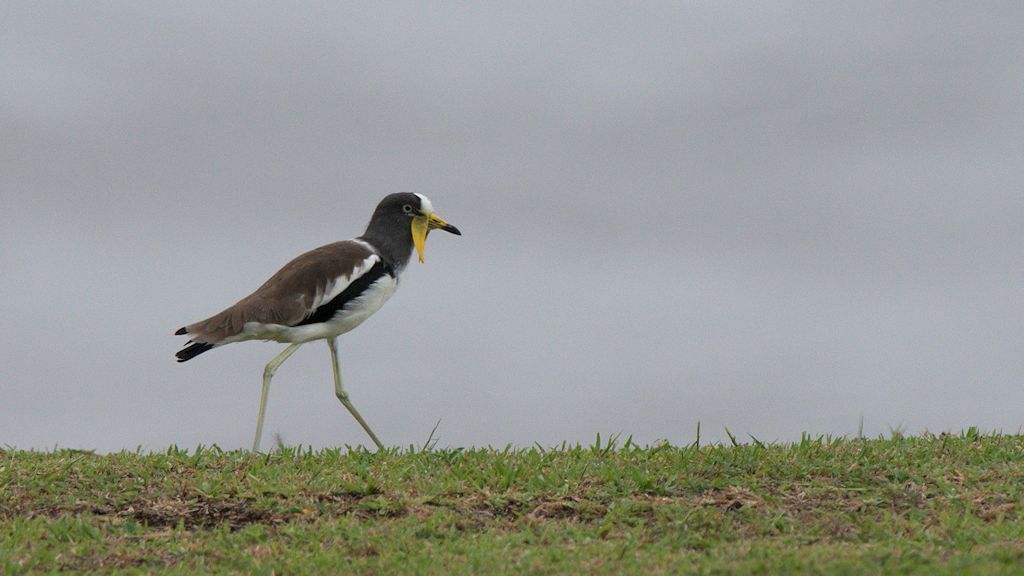 s841 Weißscheitelkiebitz (White-Headed Lapwing) 0621  1