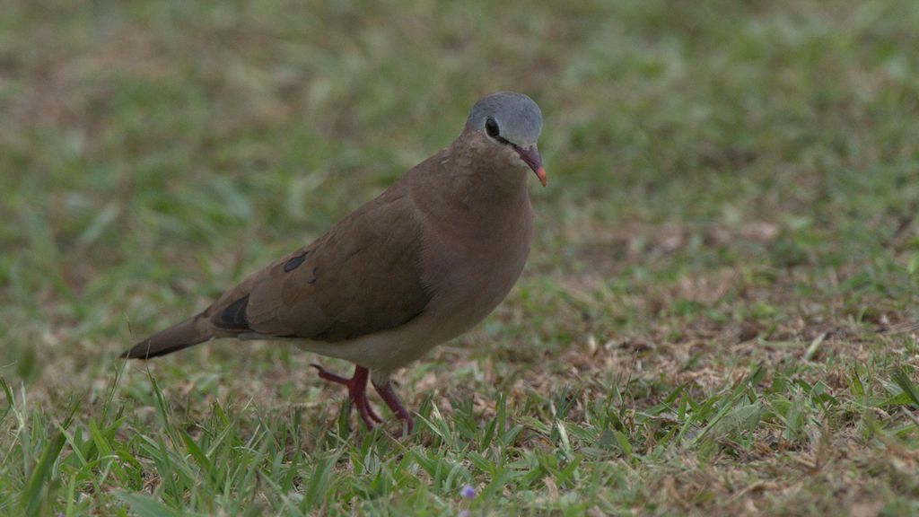 s842 Blaukopf Waldtaube (Blue-Headed Wooddove) 0654  1