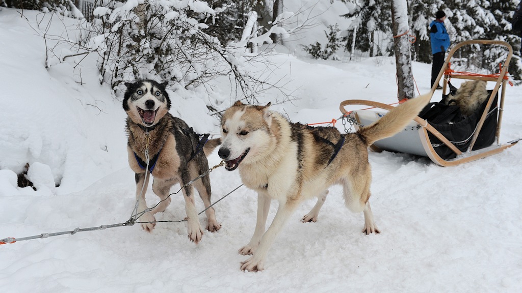 s860 Huskies 8703 5