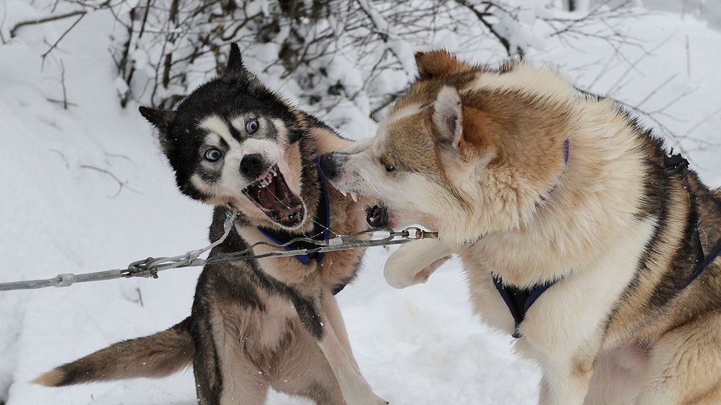 s860 Huskys 8706