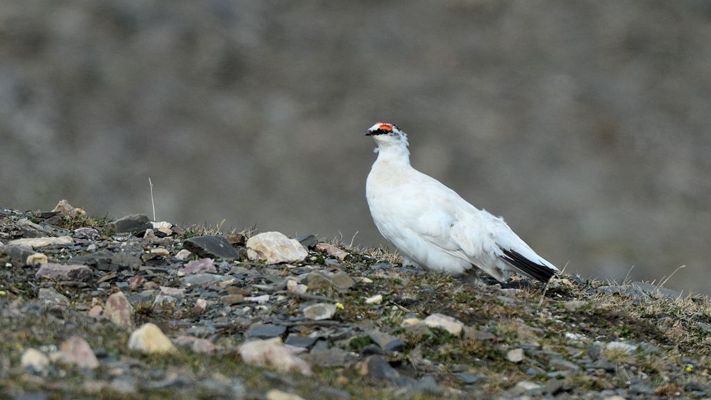 s861 Schneehuhn 9793