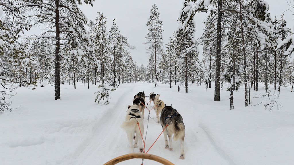 s862 Huskies 8776  5
