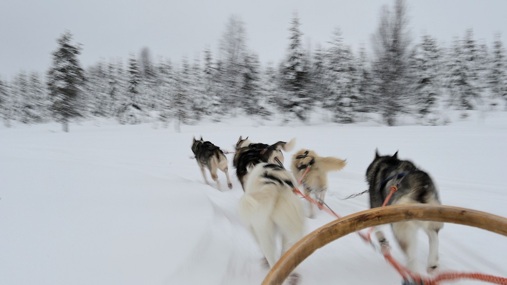 s868 Huskies 8896  5