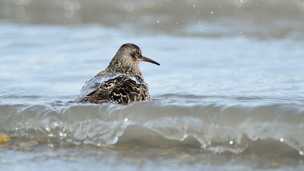s869 Meerstrandläufer 0056