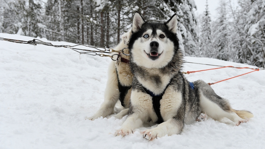 s870 Husky 9029  5