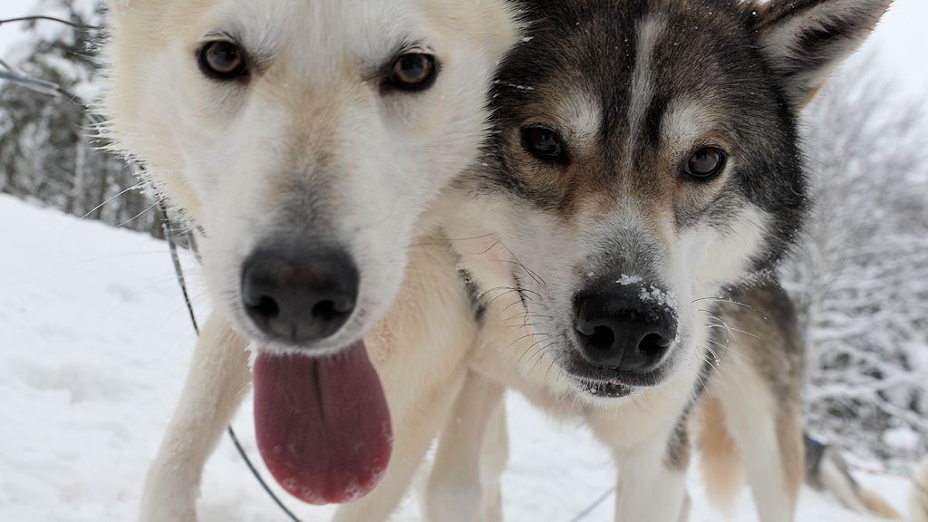 s870 Huskys 8932