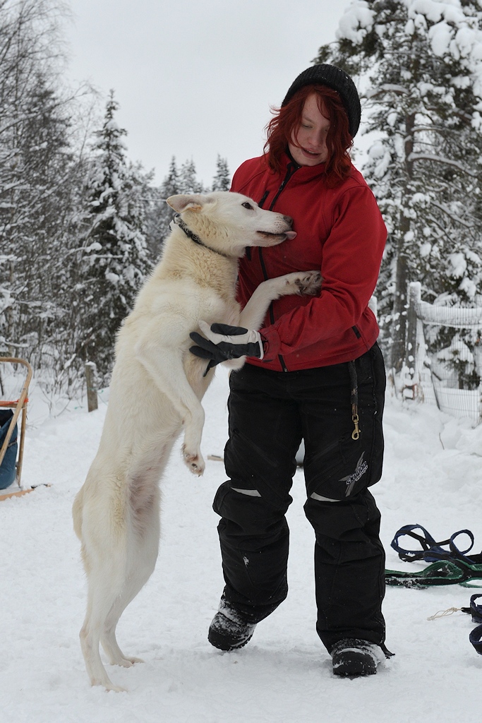 s872 Husky Kuss 9102 h  5