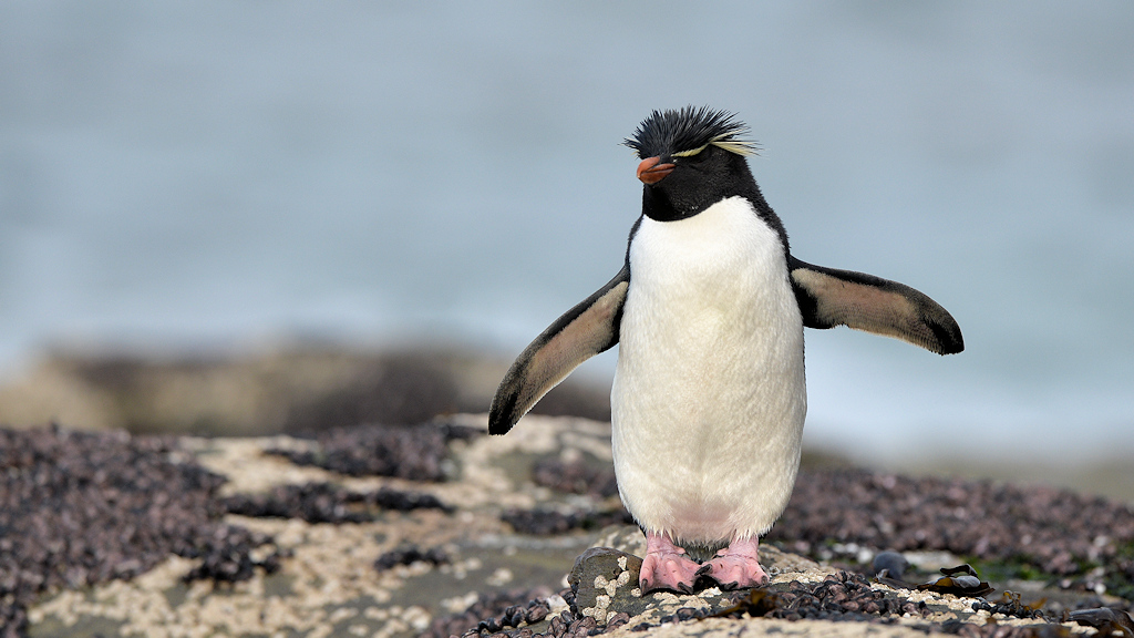 s883 RockhopperPinguin 2111