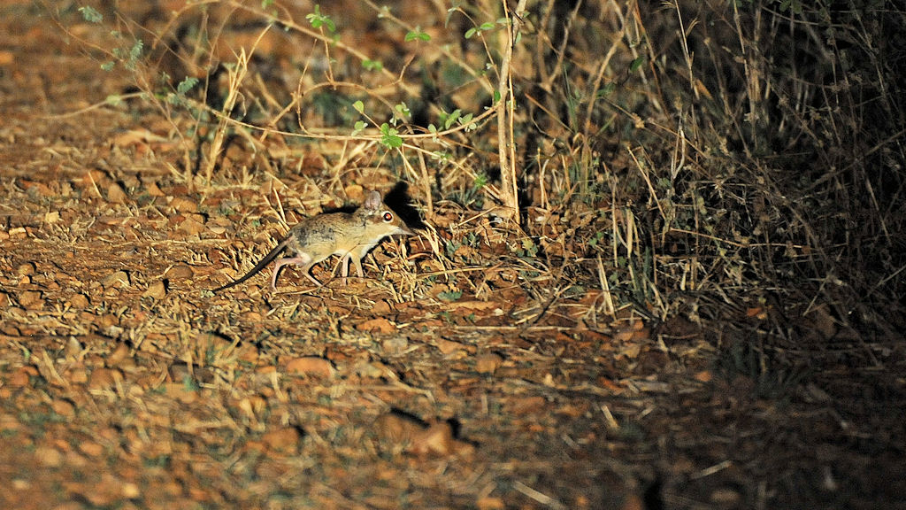 s890 ElefantShrew 6417