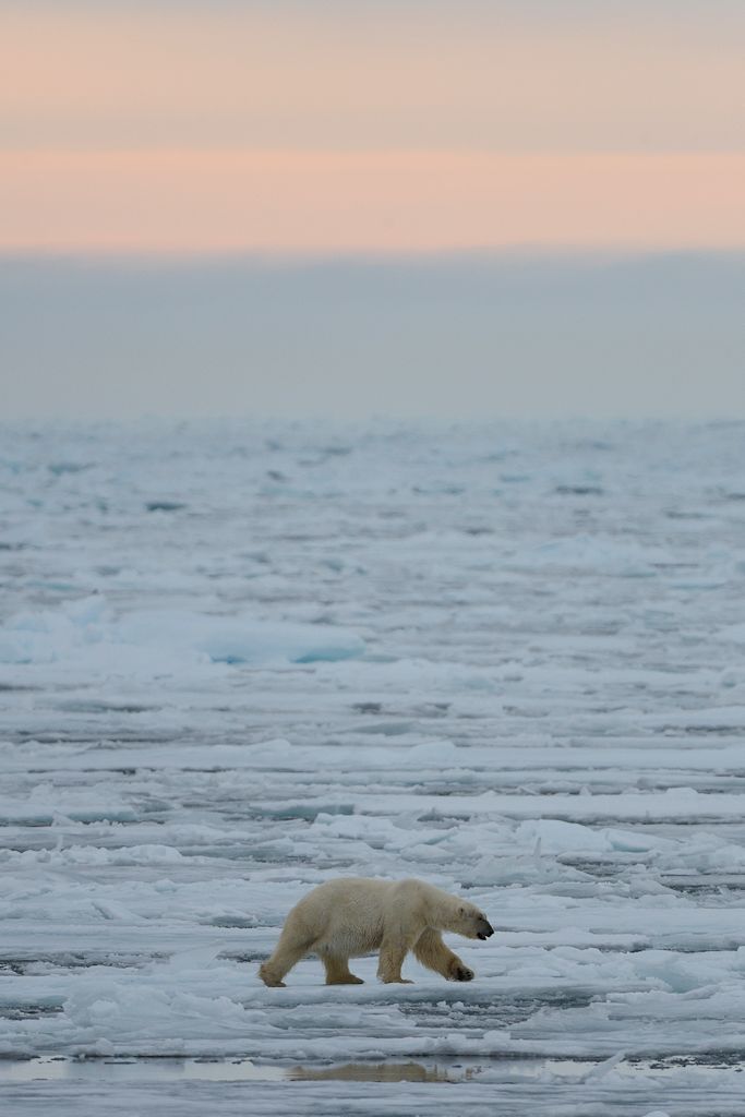 s891 Eisbär 0854 h