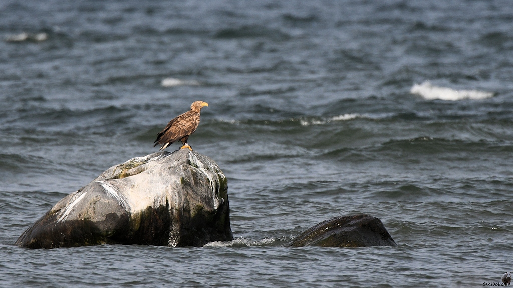 s928 bSpithami Seeadler 2540