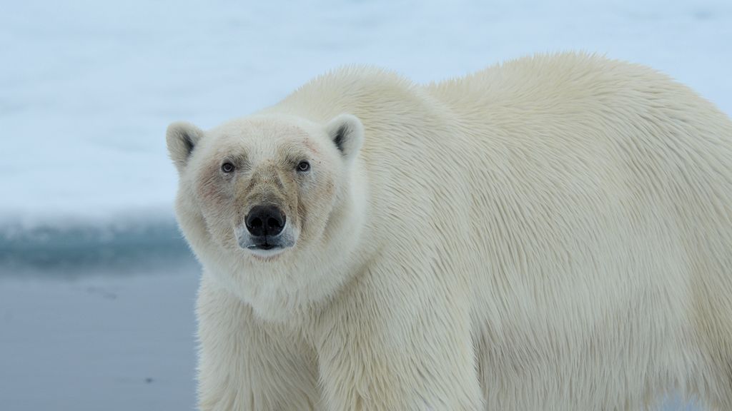 s968 Eisbär 1697