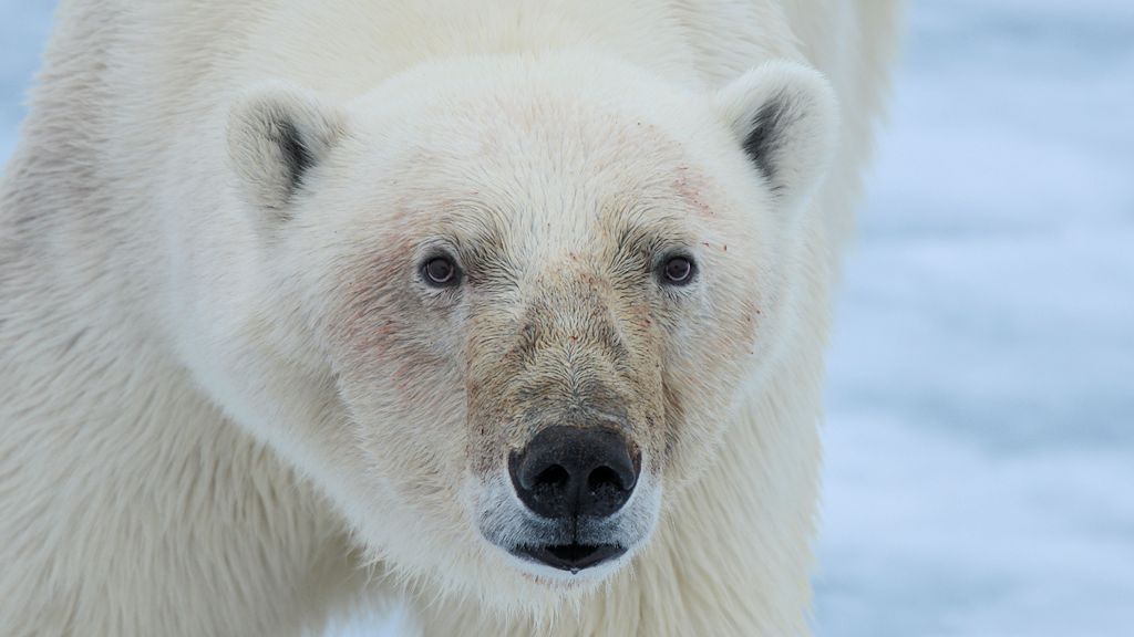 s969 Eisbär Porträt 1830