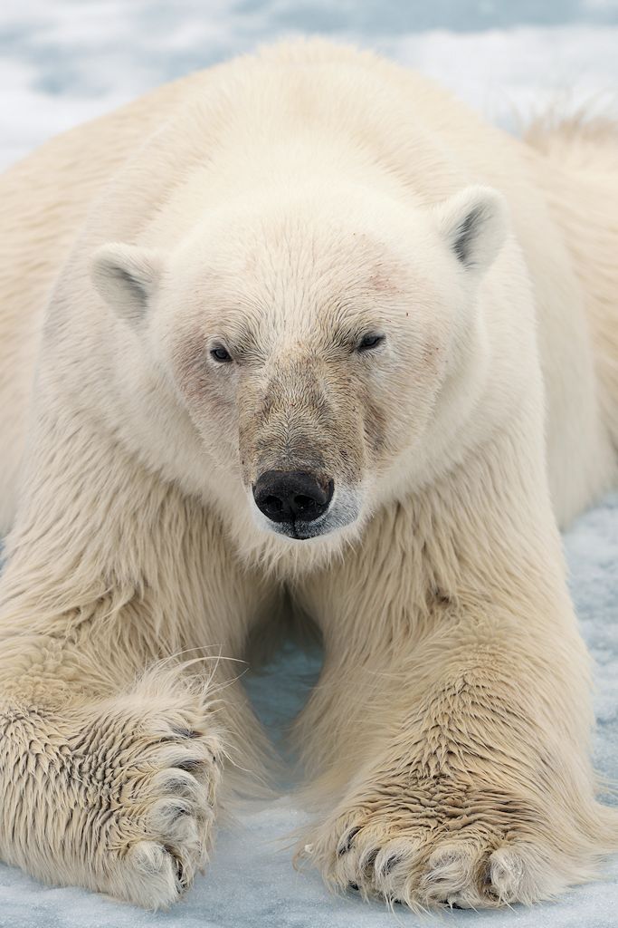 s970 Eisbär 2013 h