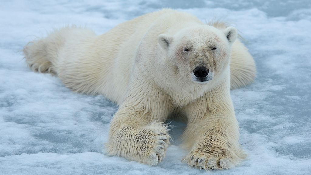 s970 Eisbär 2114