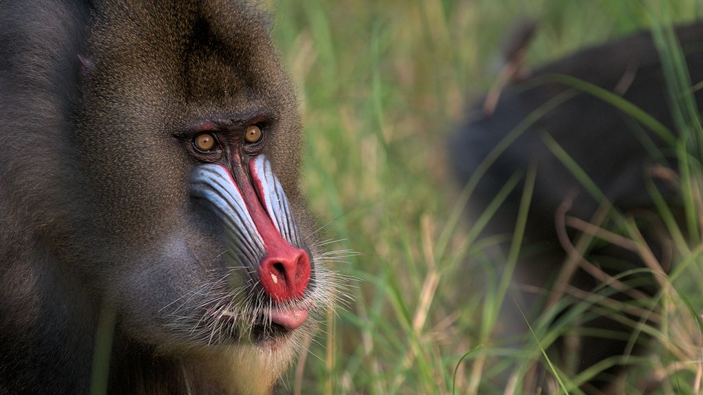 s970 Mandrill im Park Lekedi 1099  1