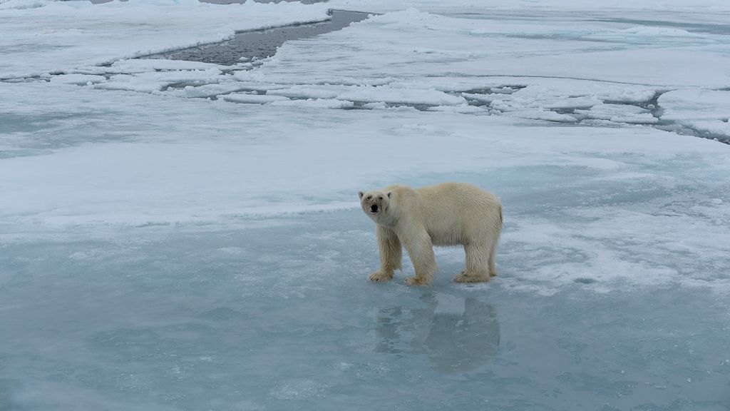 s972 Eisbär 2201