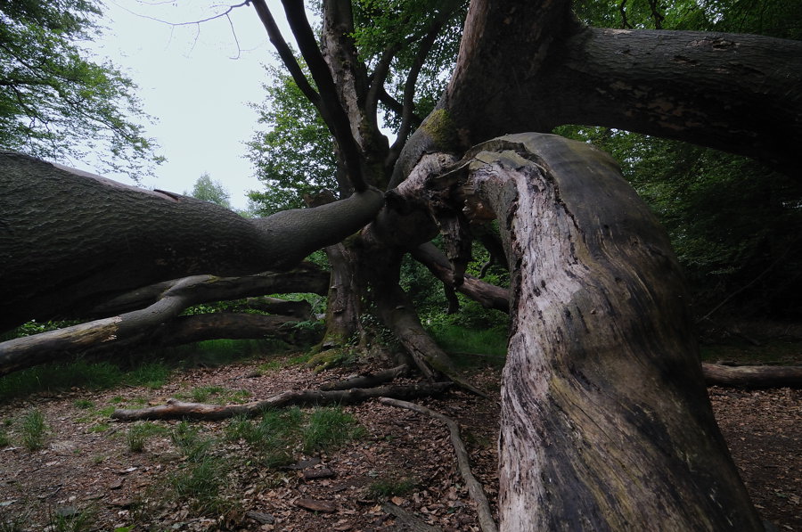 Saba3 036 b