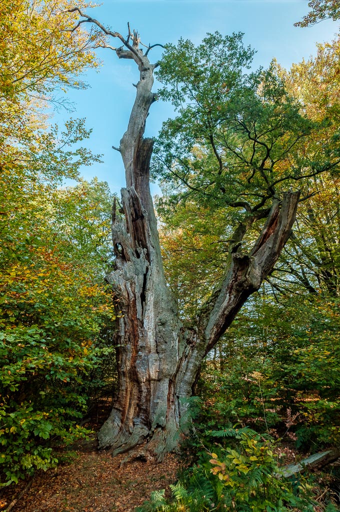 Sabawald HDR 1