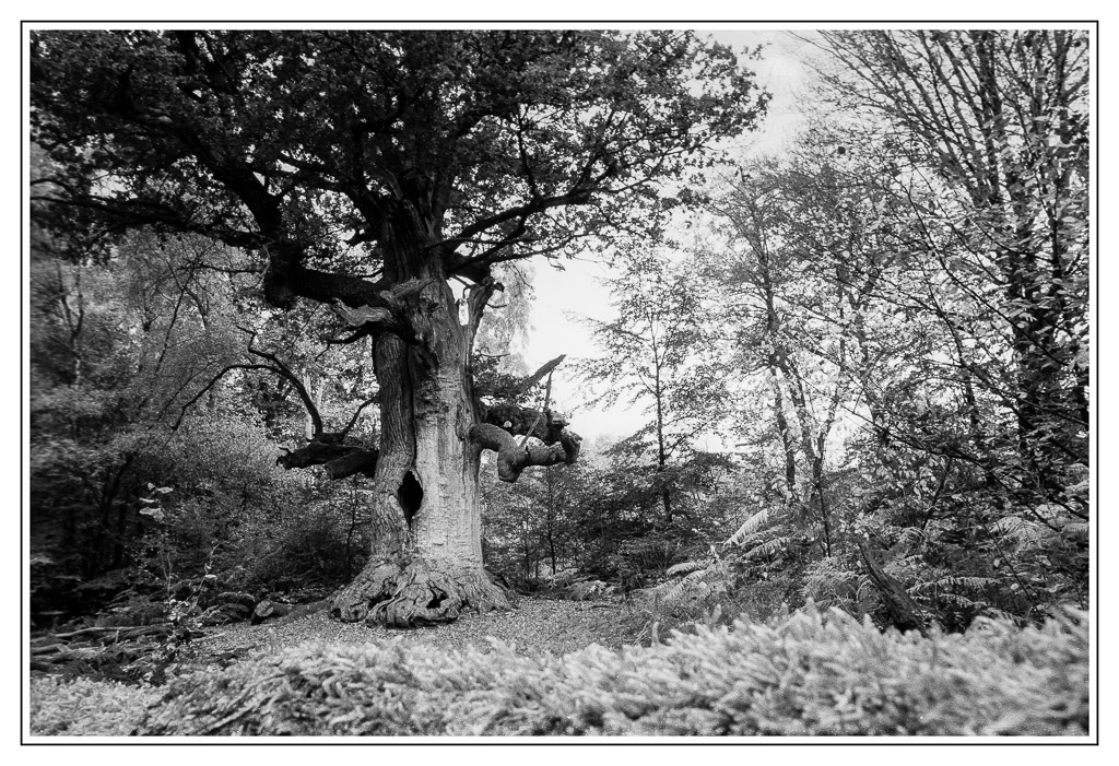 Sabawald SW analog 3 Bearbeitet