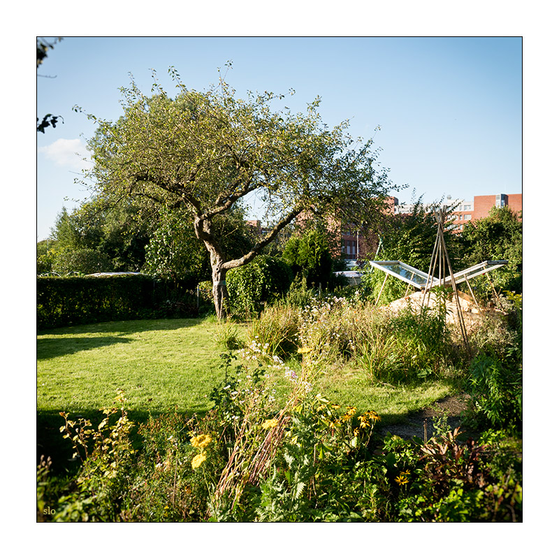 Sabine Lommatzsch 20170904 Schrebergarten Apfelbaum Standpunkt