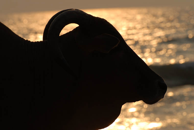 Sacred cow on Calangute Beach (Goa)