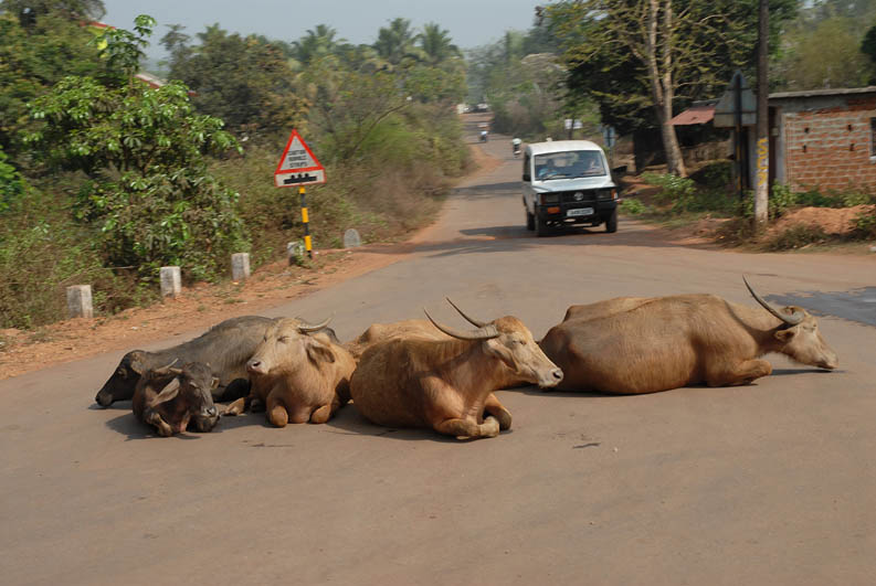 Sacred cows on the road (Goa)