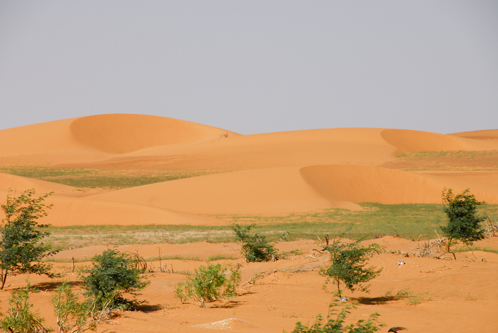 Sahara grün