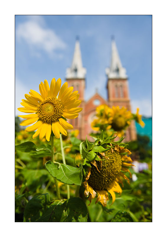 Saigon Sonnenblume vor der Kathedrale
