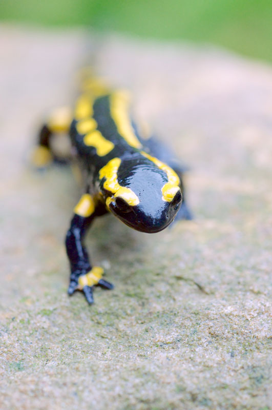 Salamander