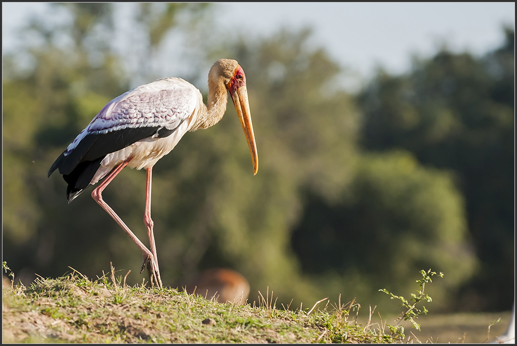 Sambia 0257