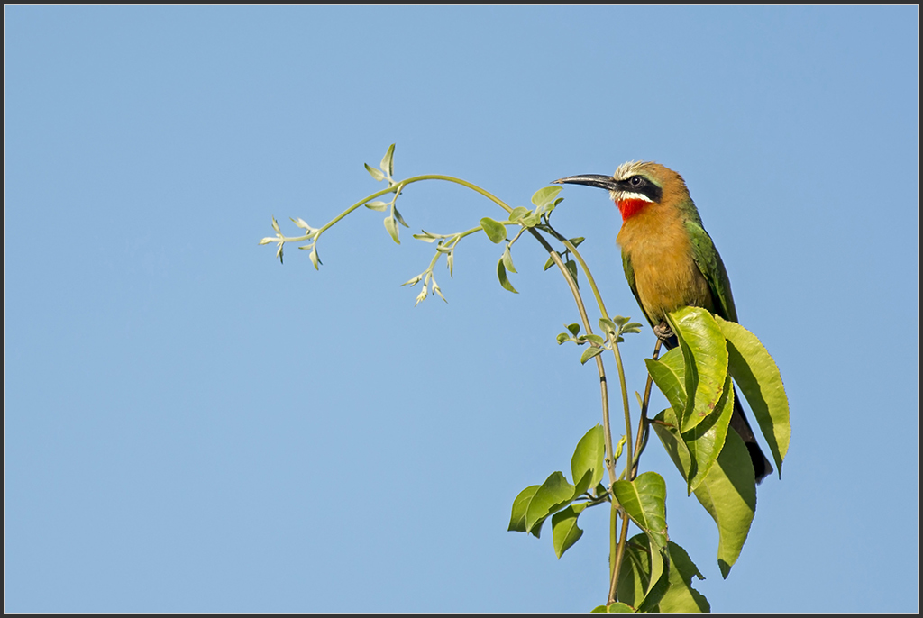 Sambia 0336