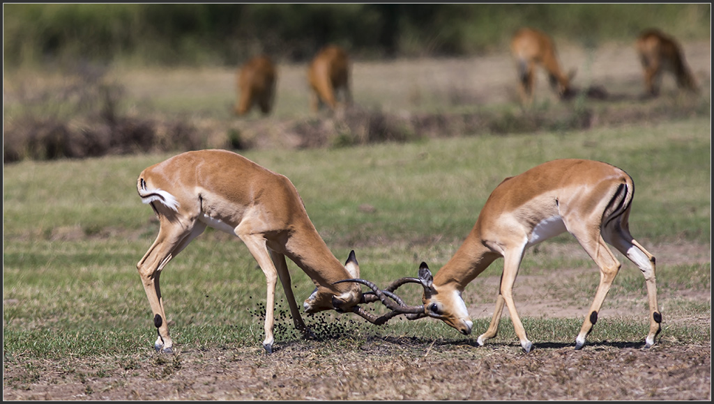 Sambia 0920