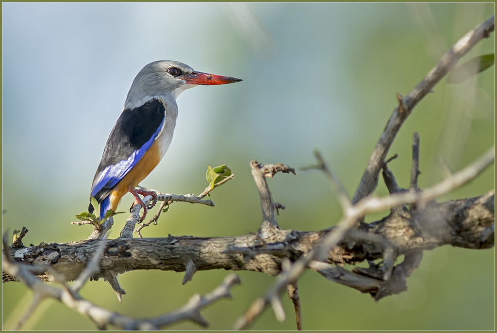 Sambia 0979