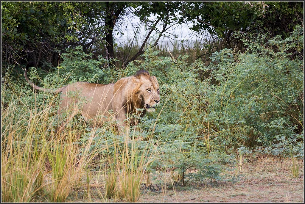 Sambia 1118
