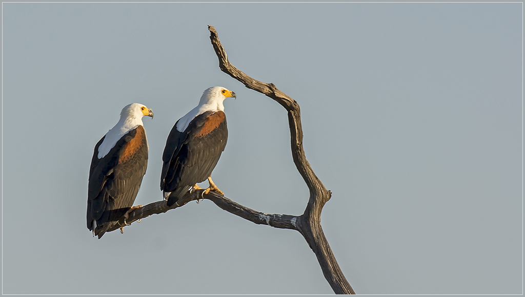 Sambia 2498
