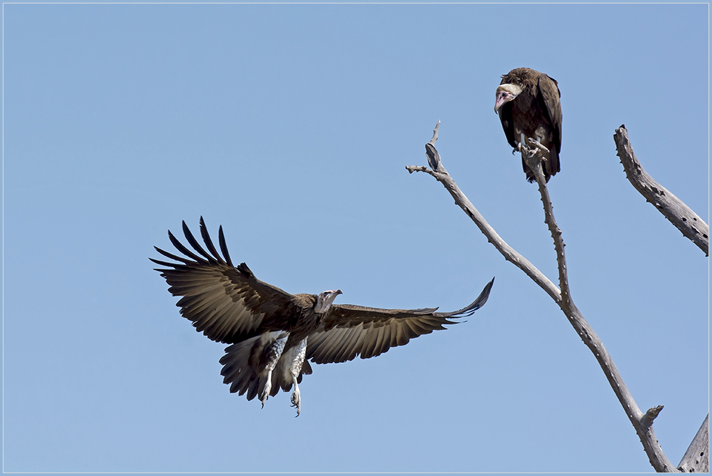 Sambia 2868