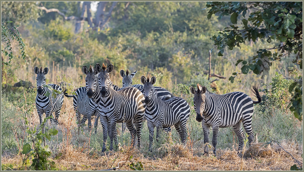 Sambia 3345