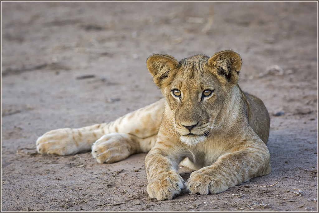 Sambia 3443